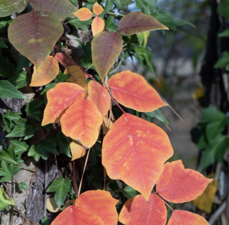 Poison Ivy Removal in Burlington County, NJ
