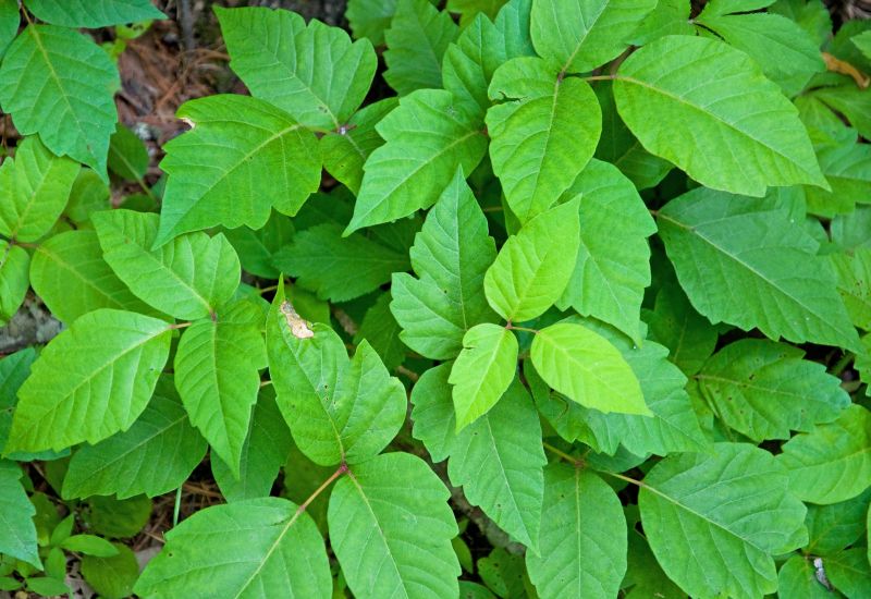 Poison Ivy Removal in Doylestown, PA