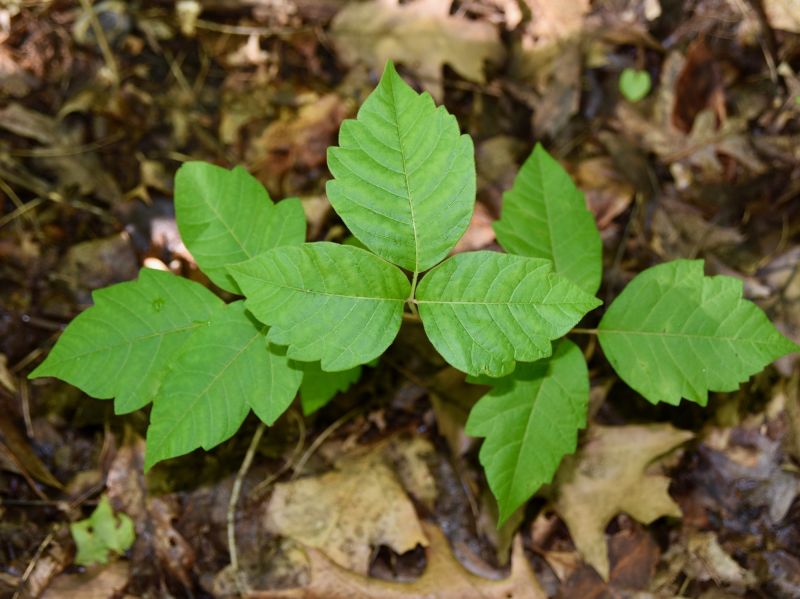Poison Ivy Removal in Lancaster County, PA
