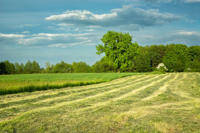 Acreage Mowing Service in Duluth, MN