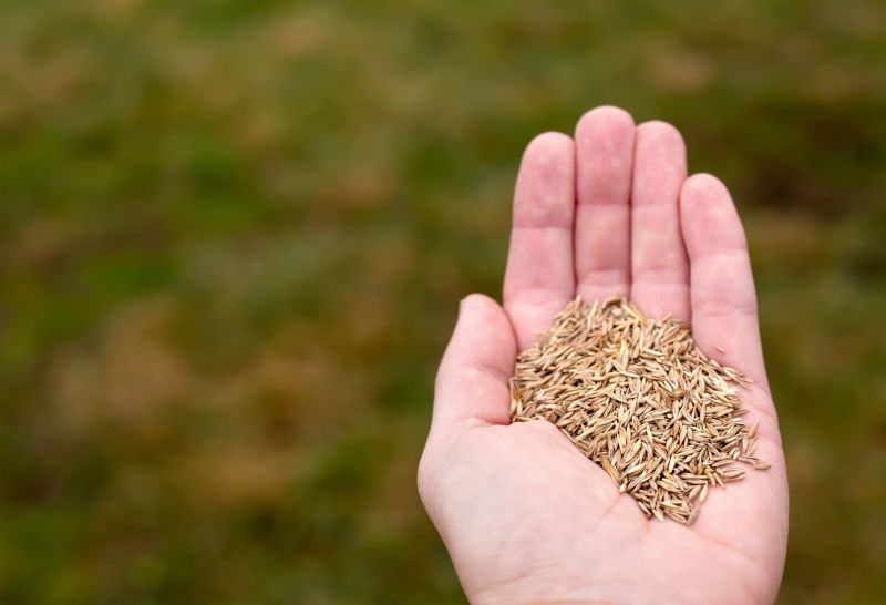 Bermuda Grass Seeding in Ventura County, CA