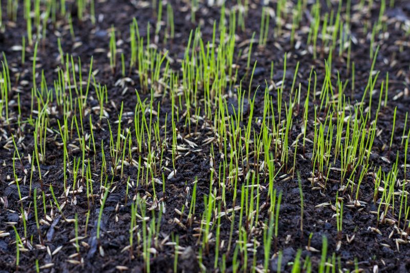 Fall Lawn Seeding in Ventura County, CA