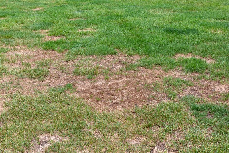 Grass Treatment in Ventura County, CA