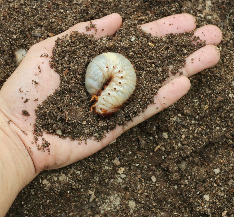 Grub Prevention in Ventura County, CA