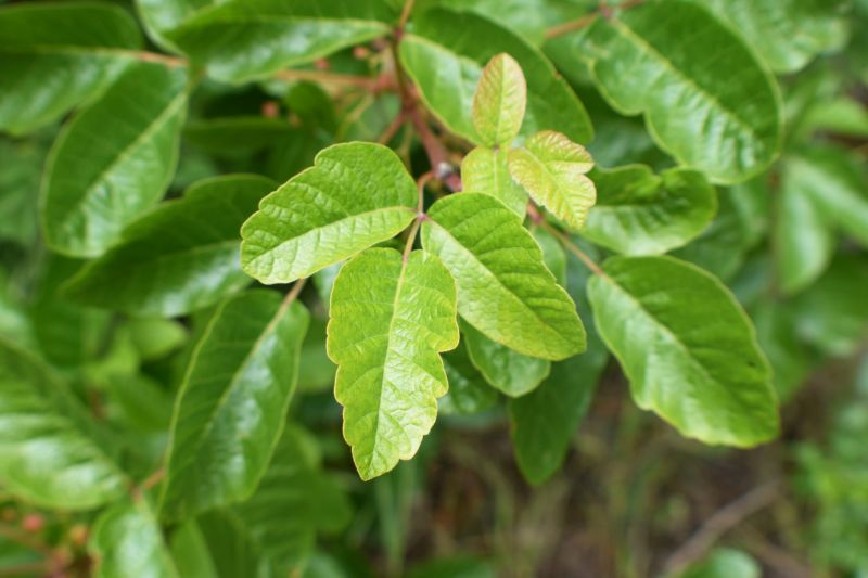 Hemlock Removal in Bel Air, MD