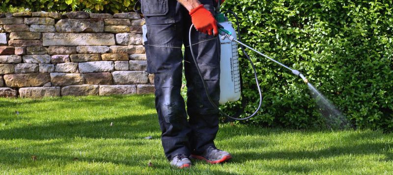 Lawn Moss Control in Ventura County, CA