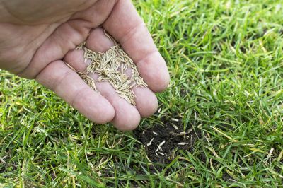 Lawn Reseeding Service in Honolulu, HI