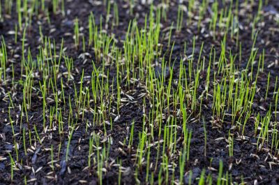 Lawn Reseeding Service in Honolulu, HI