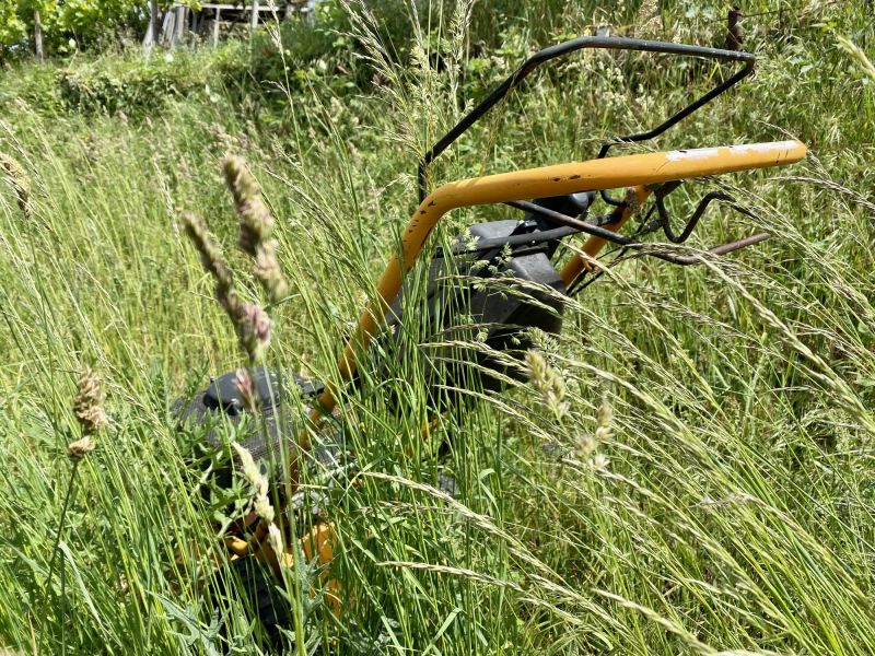 Overgrown Lawn Trimming in Bowie, MD