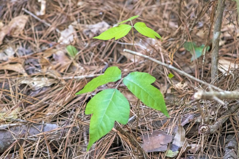 Poison Ivy Removal in Montgomery County, PA