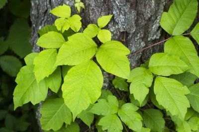 Poison Ivy Removal in Lancaster, PA