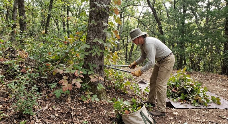 Poison Ivy Removal in Doylestown, PA