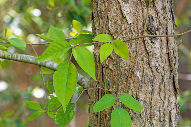 Poison Oak Removal in Ventura County, CA