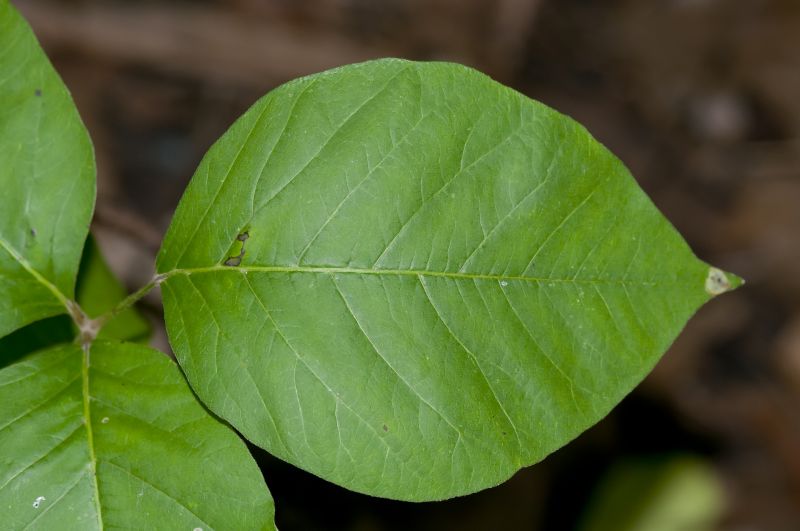 Poison Oak Removal in Wilmington, DE