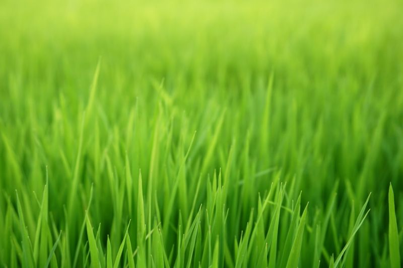 Residential Grass Seeding in Honolulu, HI