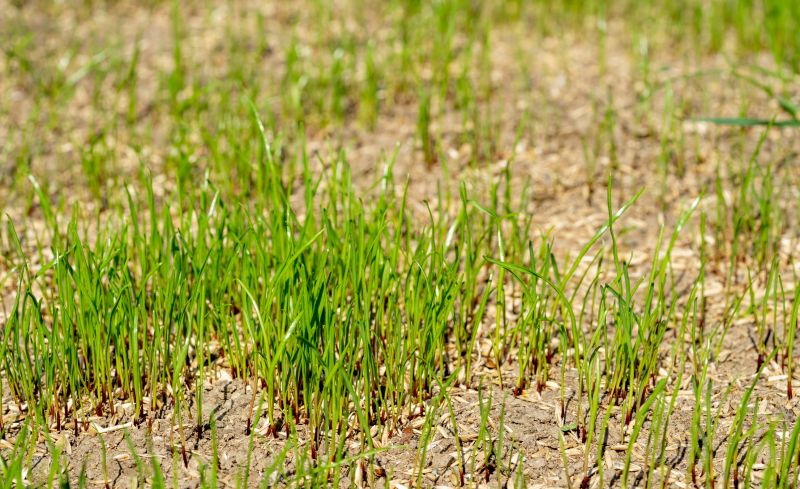 Residential Grass Seeding in Ventura County, CA