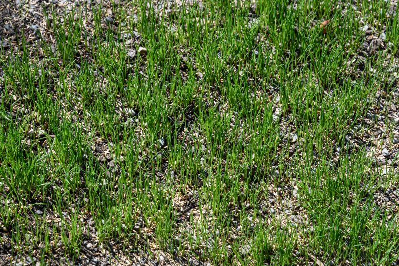 Spring Grass Seeding in Honolulu, HI
