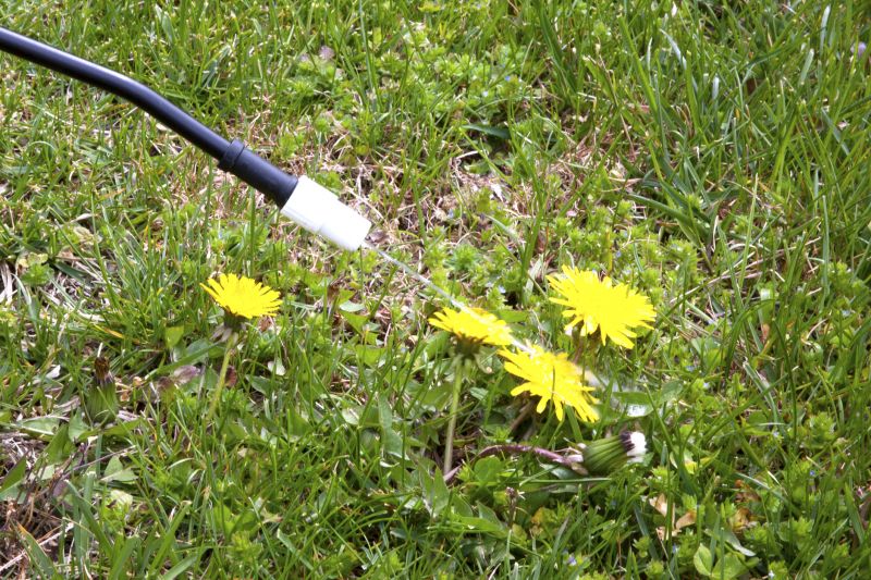 Thistle Control in Rockwall, TX